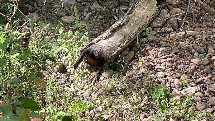La Rioja libera 5 visones europeos para potenciar la recolonización natural de esta especie en el río Najerilla