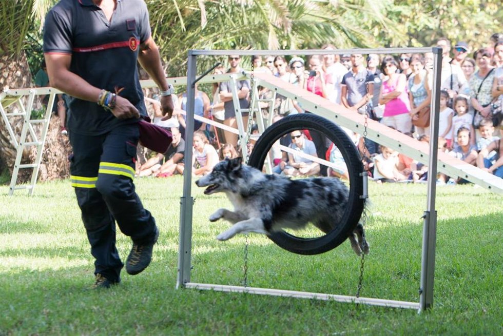 Archivo - FERIA ANIMALISTA