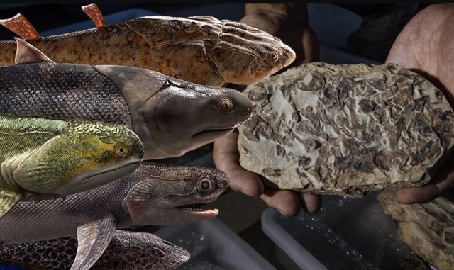 Recreación de peces del Silúrico junto a fósil hallado en China