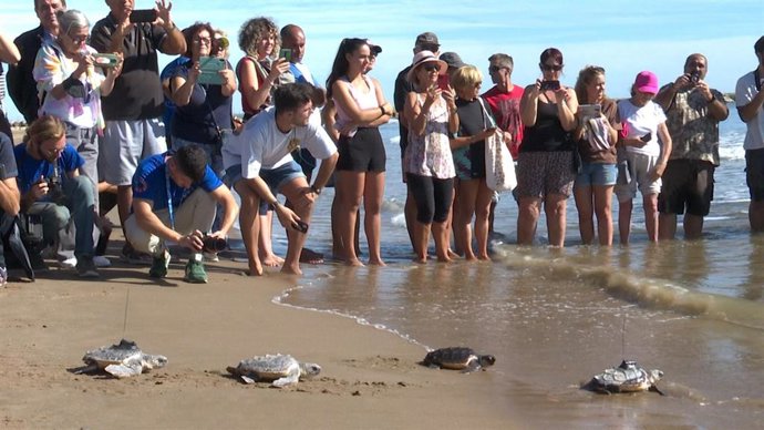 Vuelven al mar catorce tortugas nacidas en un nido en la playa de El Puig (Valencia) hace un año