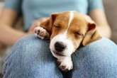 Foto: Los perros pueden oler cuando estamos estresados
