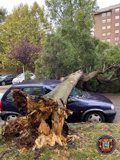 Un árbol cae encima de un coche y una rama obliga a cortar una calle en Santander