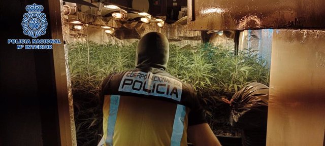 Nota De Prensa: Desmanteladas Siete Plantaciones De Marihuana En Sanlúcar De Barrameda