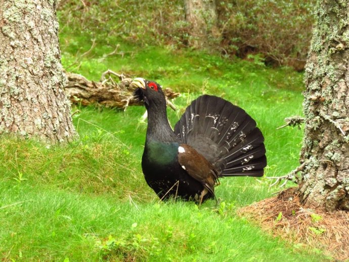 Un urogallo común