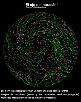 Uno de los 'paisajes neuronales' que se expondrán en la estación de tren Adif hasta el 14 de octubre.