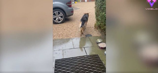 Un perro quería salir a pasear bajo la lluvia... Y se arrepiente al instante