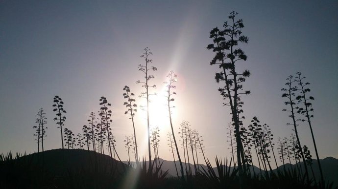 Archivo - Paisaje del parque natural de Cabo de Gata