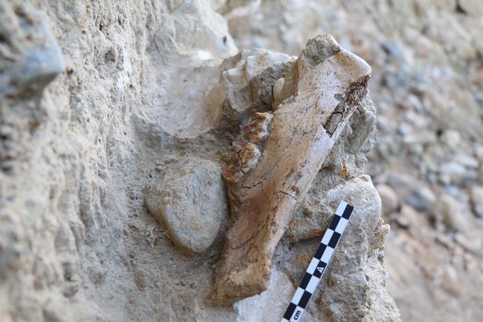 La mandíbula del tigre de dents de sabre 