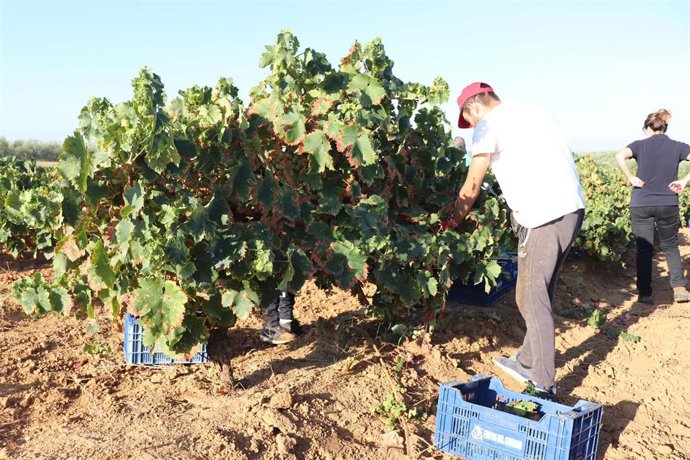 Vendimia 2022 en el Condado de Huelva.