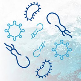 Primer probiótico natural de agua de mar