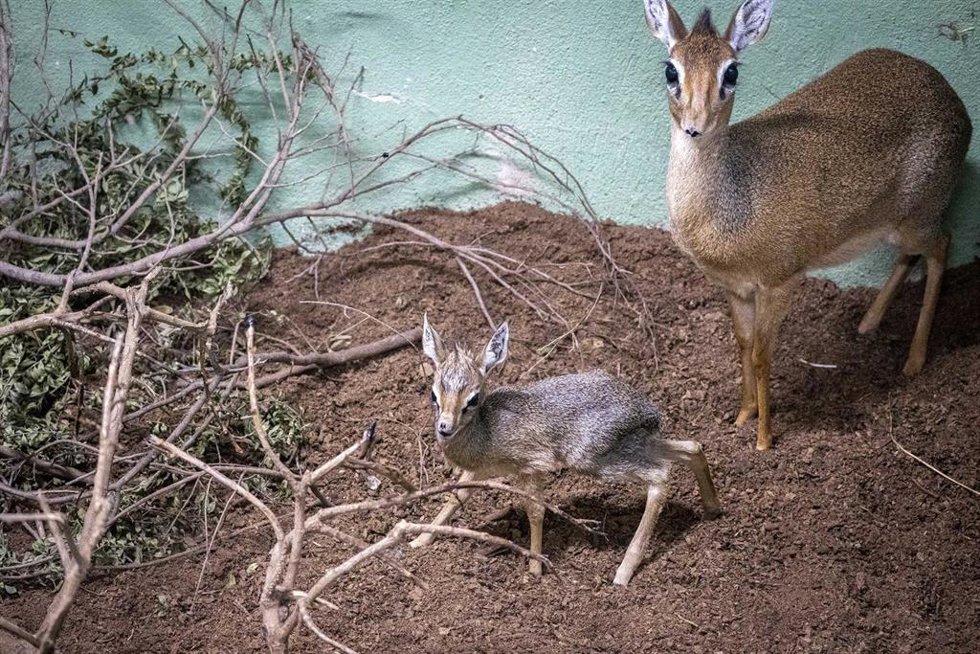 Nuevo antílope en Bioparc