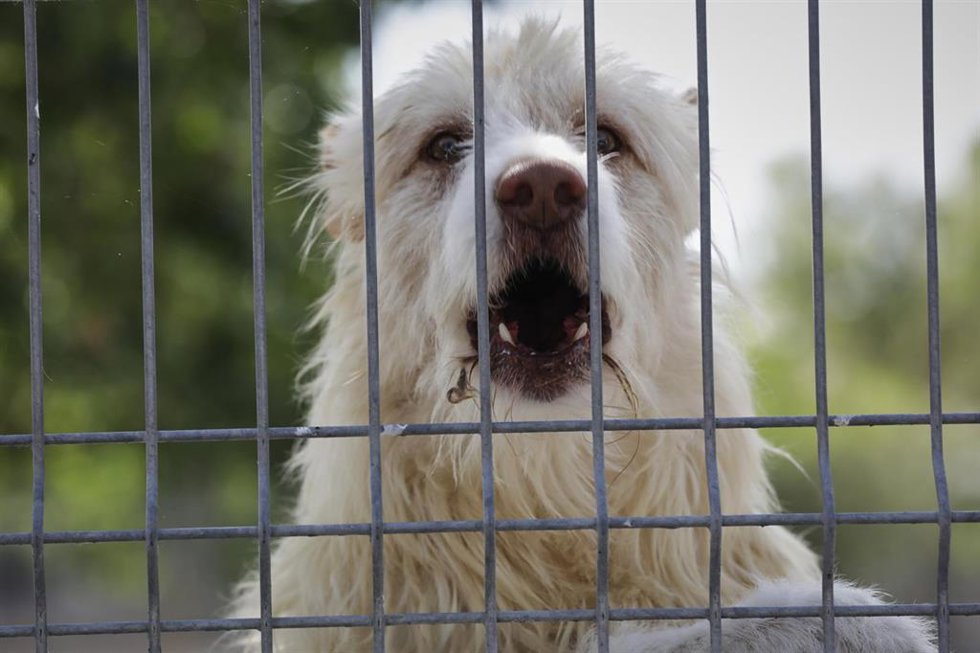 Archivo - Un perro apoyado en la verja de las instalaciones adecuadas en el albergue San Francisco de Asis de la Sociedad Protectora de Animales y Plantas de Madrid (SPAP), donde hay acogidos 300 perros y 100 gatos aproximadamente. Uno de los efectos de