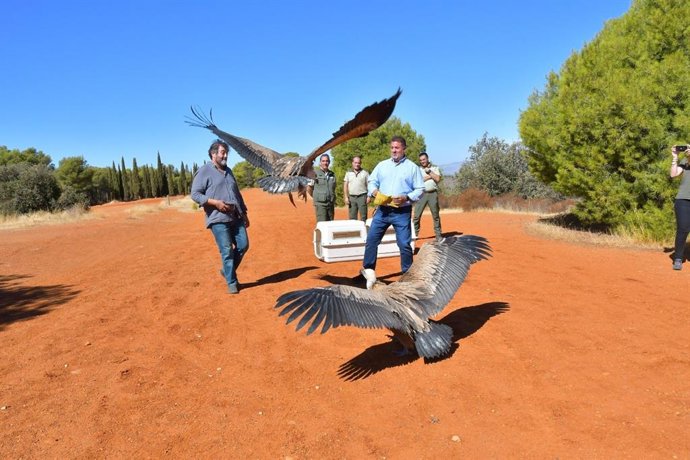 Suelta de buitre leonado en la provincia de Granada.