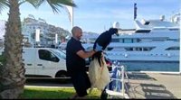 Rescatado un ejemplar joven de buitre negro que había caído al mar en Marbella