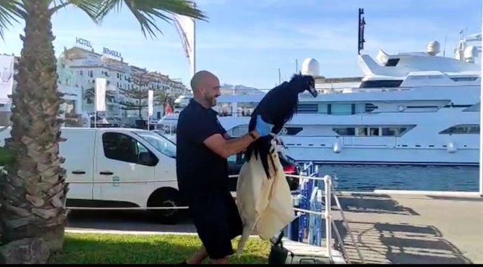 Un ejemplar joven de buitre negro que había caído al mar en Marbella y que ha sido rescatado