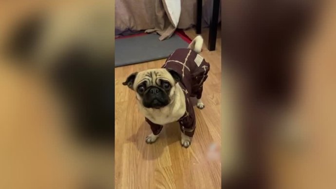 Este cachorro despierta las risas de las redes sociales con sus particulares trajes