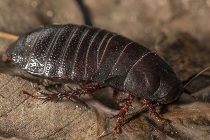 La cucaracha que se alimenta de madera de la isla de Lord Howe (Panesthia lata)