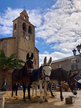 Burros en la plaza de Esparragosa de la Serena.