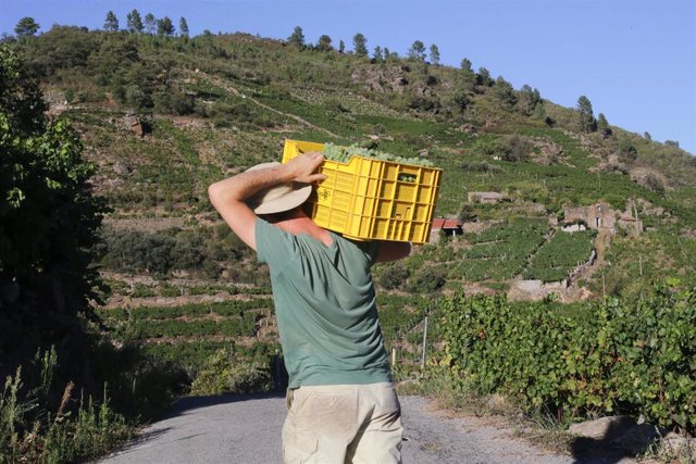 Un vendimiador y cosechero recoge racimos de garnacha, a 9 de septiembre de 2022, en A Ribeira Sacra, Sober, Lugo, Galicia (España). Este año el grueso de la vendimia ha previsto una menor producción respecto a los 73 millones de kilos de uva de 2021, que