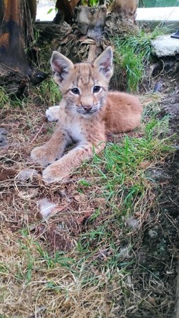Archivo - Cría de lince euroasiático nacido en el Zoológico El Bosque.