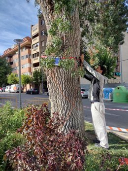 El Ayuntamiento de Huesca revisa el catálogo de árboles singulares de la ciudad para estudiar nuevas incorporaciones.