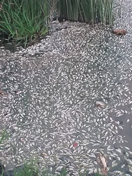 Peces muertos en el río Guadaíra