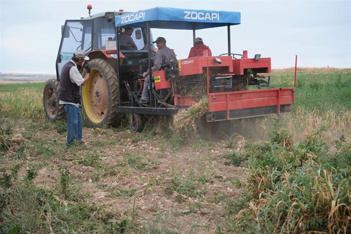 Archivo - Varios agricultores y un tractor durante la recogida del ajo morado.