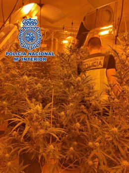 Nota De Prensa: 'La Policía Nacional Desmantela Dos Plantaciones De Marihuana En La Provincia De Tarragona Y Detiene A 6 Personas'.