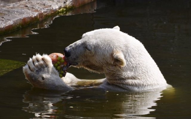 Oso polar en un zoológico