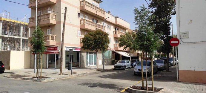 El Ayuntamiento de Palma inicia la siembra de 48 árboles en la avenida del Cid.