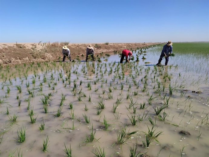 El proyecto SAMA, participado por CTA, busca un cultivo de arroz más sostenible con IoT, IA e imágenes satelitales.