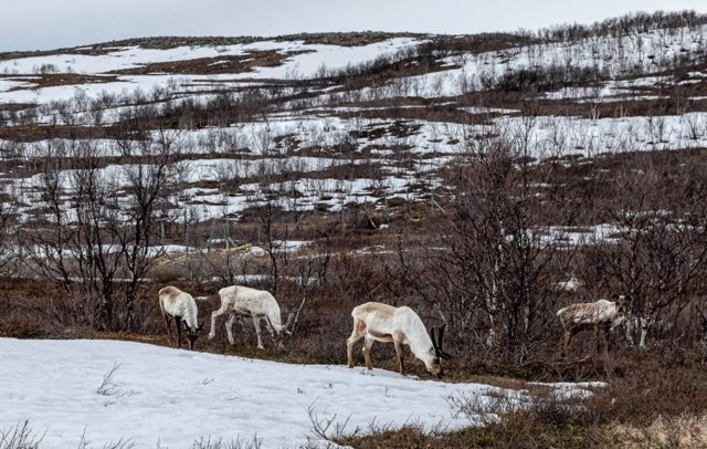 Dado que se prevé que los días de lluvia en el Ártico se dupliquen para 2100, el hielo podría cubrir fuentes críticas de alimento para renos con más frecuencia, dicen los autores de un nuevo estudio en Earth's Future.