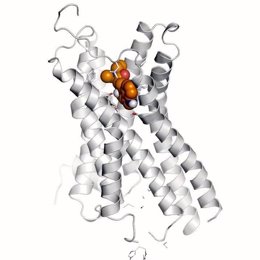 El receptor de serotonina 5HT2a es activado por los psicodélicos y también por nuevas moléculas de diseño que pueden ser capaces de aliviar la depresión sin los efectos psicodélicos.