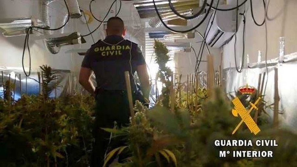Un agente en el lugar de la marihuana intervenida.