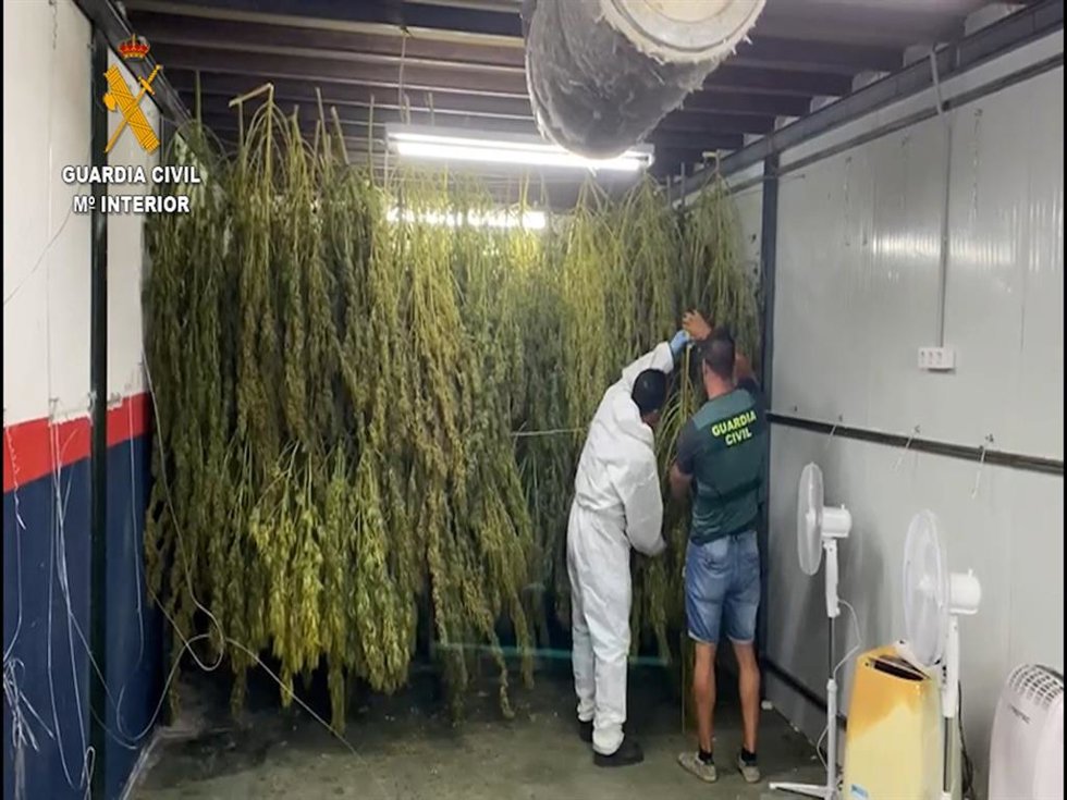Plantación de marihuana intervenida en Sanlúcar.