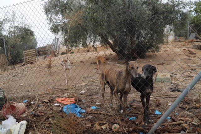 Archivo - Algunos de los perros rescatados por Galgos del Sur en Cabra.