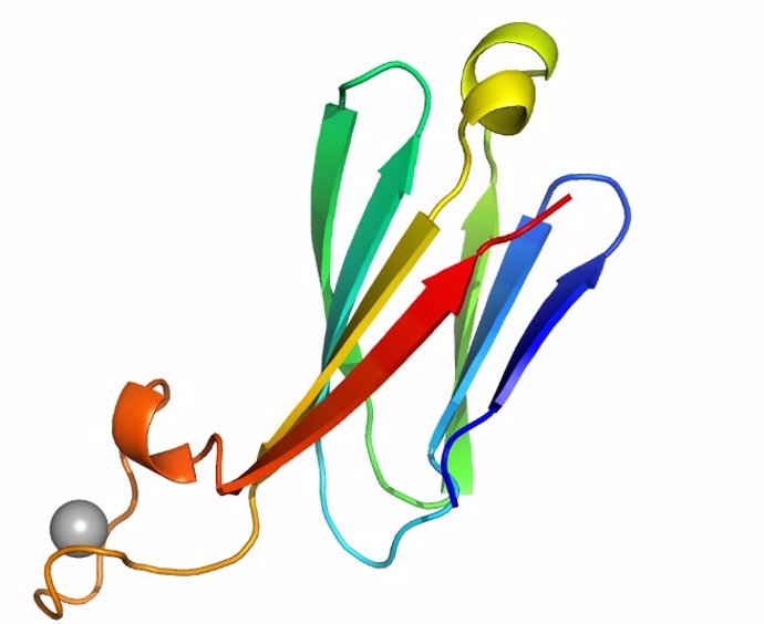 Estructura del diseño de un dominio de inmunoglobulina con zona de unión a calcio.