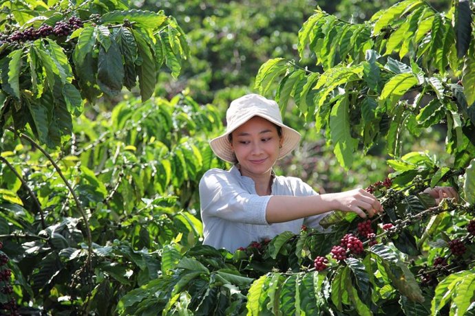 Una trabajadora en una plantación de café