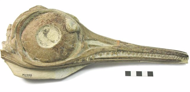 El cráneo de Ichthyosaurs Hauffiopteryx typicus del Strawberry Bank Lagerstätt, uno de los especímenes que fueron objeto de este estudio.
