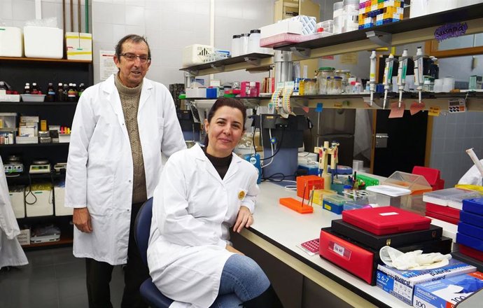 Archivo - Identifican las células que promueven la formación de vasos sanguíneos y la neurogénesis en el cerebro humano prenatal