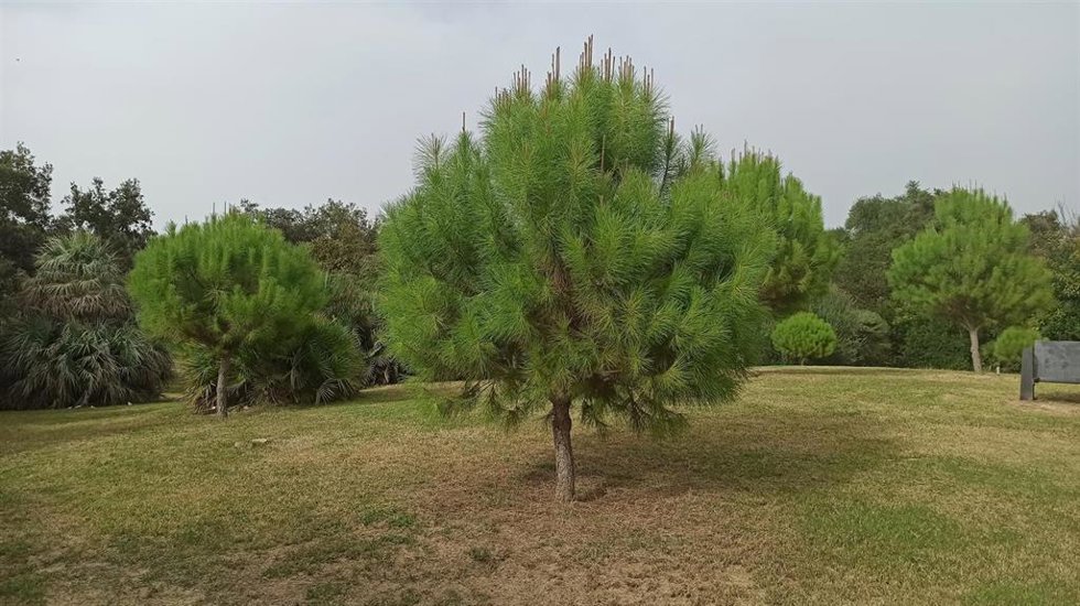 Parque del Alamillo