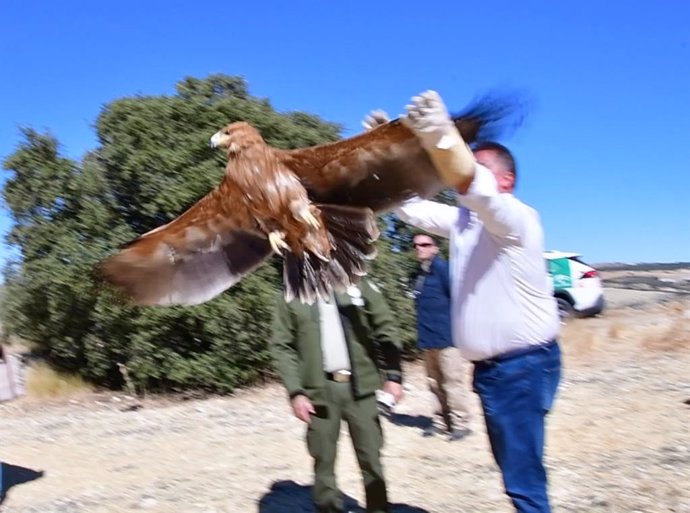 Liberado un nuevo ejemplar de águila imperial ibérica en Píñar (Granada)
