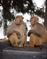 Foto: Un estudio simula cómo es la propagación de patógenos en poblaciones de macacos salvajes