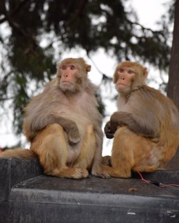 Macacos Rhesus en la ciudad de Shimla, en el norte de la India