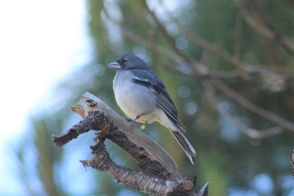 Pinzón azul