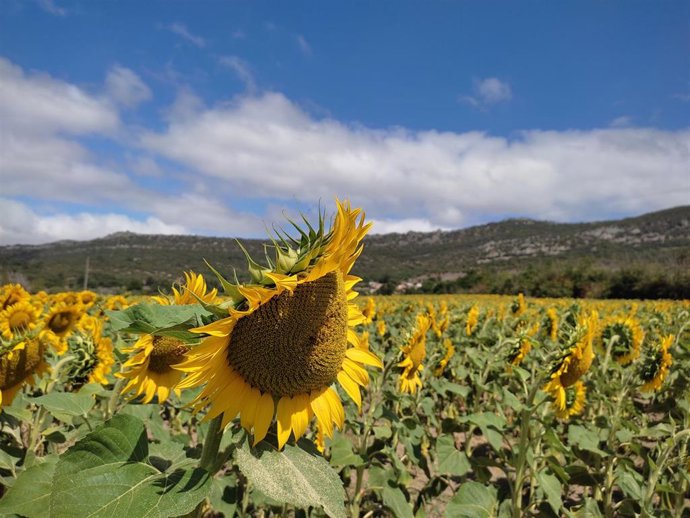 Archivo - Jornada con pocas nubes (archivo)