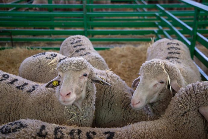 Varias ovejas en la Feria internacional Ganadera de Zafra, a 30 de septiembre de 2022, en Zafra, Badajoz, Extremadura (España). 