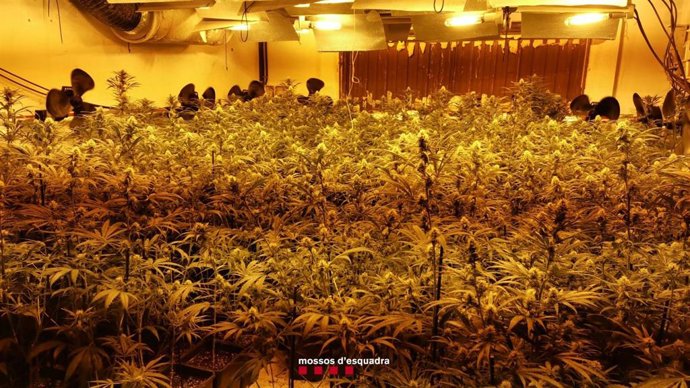 Imagen de la plantación con más de 4.000 plantas de marihuana