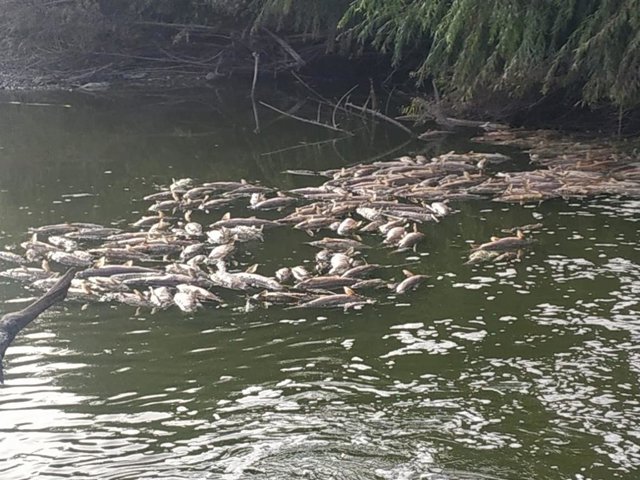 Peces muertos en el Guadalquivir, a su paso por Los Villares de Andújar