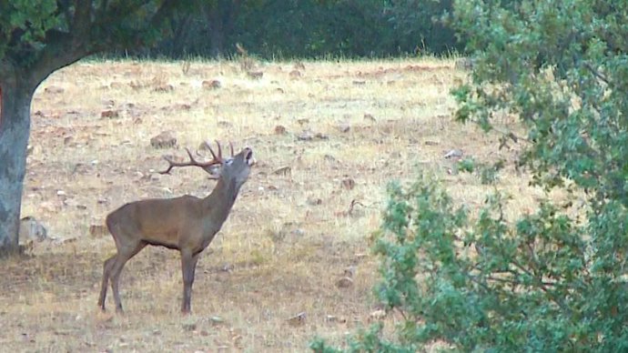 Ciervo en plena berrea en la comarca extremeña de La Siberia
